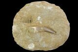 Fossil Plesiosaur (Zarafasaura) Tooth In Rock - Morocco #95091-1